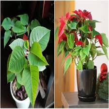 Green Poinsettia Flower Seeds for Planting – Heirloom, Non-GMO, Hardy Variety, High Germination