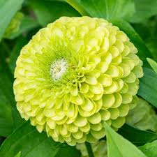 Light Green Zinnia Flower Seeds for Planting – Heirloom, Non-GMO, High Germination Organic Garden Seeds