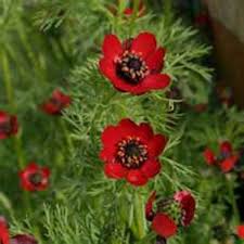 Adonis Flower Seeds for Planting | Heirloom Non-GMO High Germination Organic Garden Seeds