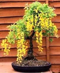 Golden Koelreuteria Flower Seeds for Planting – Heirloom, Non-GMO, High Germination Organic Garden Seeds
