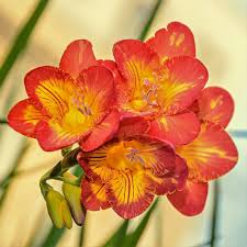 Yellow Orange Freesias Flower Seeds for Planting - Heirloom, Non-GMO, High Germination Organic Garden Seeds