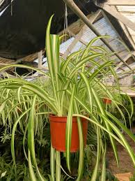 Heirloom Chlorophytum Flower Seeds for Planting – Non-GMO, High Germination, Organic Garden Seeds