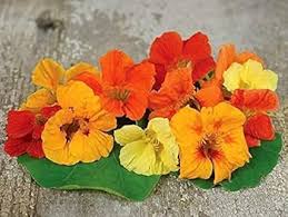 Tropaeolum Majus Nasturtium Flower Seeds for Planting - Heirloom, Non-GMO, High Germination Organic Garden Seeds