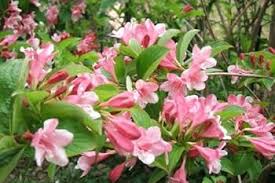 Weigela Flower Seeds for Planting – Heirloom, Non-GMO, Colorful Display Organic Garden Seeds