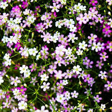 Gypsophila Flores Flower Seeds for Planting – Heirloom, Non-GMO, Long Bloom Season Organic Garden Seeds