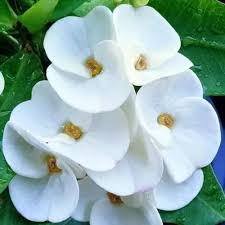 White Snow Flower Seeds for Planting – Heirloom, Non-GMO, Organic Garden Seeds