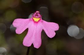 Pink Utricularia Flower Seeds for Planting – Heirloom, Non-GMO, Organic Garden Seeds