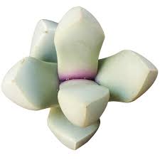 Sea Green Lapidaria Margaretae Flower Seeds for Planting – Heirloom, Non-GMO, High Germination Organic Garden Seeds