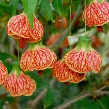 Tangerine Orange Abutilon Flower Seeds for Planting | Heirloom Non-GMO High Germination Organic Garden Seeds