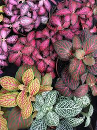 Heirloom Non-GMO Mix Fittonia Nerve Plant Seeds – High Germination Organic Seeds for Colorful Indoor Foliage Planting