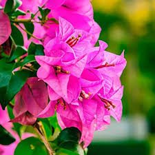 Bougainvillea Flower Seeds for Planting – Heirloom, Non-GMO, Bright Blooms Organic Garden Seeds