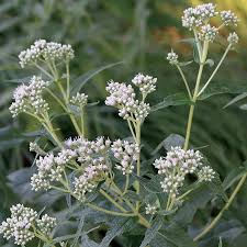 White Eupatorium Perfoliatum Flower Seeds for Planting | Heirloom Non-GMO High Germination Organic Garden Seeds