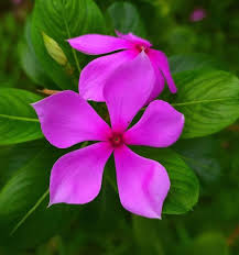 Periwinkle Flower seeds for Planting – Seasonal Bloomer, Heirloom & GMO Free Seeds for Home Garden, High Germination