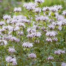 Monarda Bradburiana Flowe rSeeds for Planting – Heirloom, Non-GMO, High Germination Organic Garden Seeds