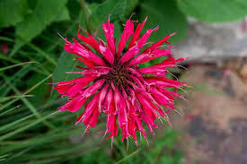Monarda Flower Seeds for Planting – Heirloom, Non-GMO, Compact Growth Organic Garden Seeds