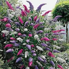 Buddleia Trikolore Flower Seeds for Planting – Heirloom, Non-GMO Premium Quality, High Germination Seeds