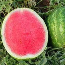 Seedless Watermelon Fruit Seeds for Planting – Heirloom Non-GMO High Germination Organic Garden Seeds
