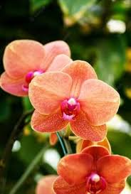 Peach Phalaenopsis Orchid Flower Seeds for Planting | Heirloom Non-GMO High Germination Organic Garden Seeds