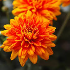 Deep Orange Chrysanthemum Flower Seeds for Planting | Heirloom Non-GMO Organic Garden Seeds High Germination