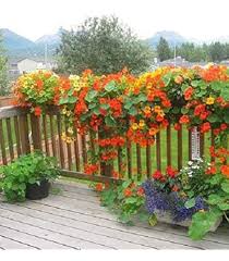 Climbing Flower Seeds for Planting – Heirloom, Non-GMO, Cut Flower Favorite Organic Garden Seeds