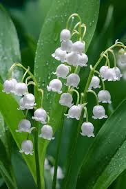 Heirloom Valley Flower Seeds for Planting – Drought Tolerant, Non-GMO, High Germination