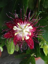 Passion Flower Seeds for Planting – Seasonal Bloomer, Heirloom, Non-GMO
