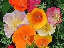 Cali Flower Seeds for Planting – Colorful Display, Heirloom, Non-GMO, High Germination Organic Garden Seeds