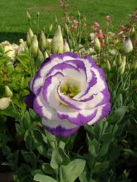 Violet White Lisianthus Flower Seeds for Planting – Garden Favorite Heirloom Non-GMO Seeds