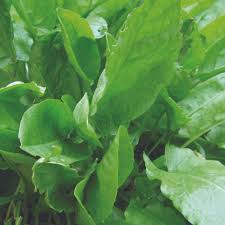 Large Leaf Sorrel Seeds for Planting – Heirloom, Non-GMO, Organic Garden Seeds with High Germination