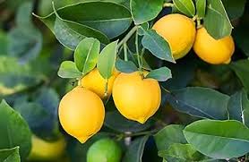 Eureka Lemon Grafted Seeds for Planting – Heirloom, Non-GMO for Juicy Citrus Fruit Trees