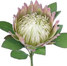 Protea Flower Seeds for Planting – Low Maintenance, Heirloom, Non-GMO, High Germination Garden Seeds