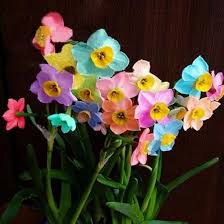 Rainbow Daffodils Flower Seeds for Planting – Pollinator-Friendly Heirloom, Non-GMO, High Germination Garden Seeds