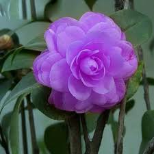 Purple Camellia Flower Seeds for Planting – Colorful Display, Heirloom, Non-GMO Seeds for Home Garden