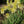 Yellow Green Aloe Flower Seeds for Planting – Heirloom, Non-GMO, High Germination, Shade Tolerant for Home Garden