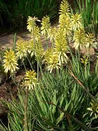 Yellow Green Aloe Flower Seeds for Planting – Heirloom, Non-GMO, High Germination, Shade Tolerant for Home Garden