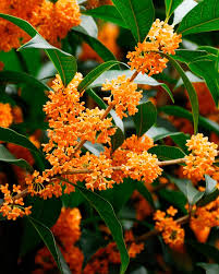 Heirloom Osmanthus Flower Seeds – Non-GMO, Cottage Garden Essential Organic Seeds for Planting