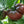 Black Krim Tomato Vegetable Seeds for Planting – Heirloom Non-GMO Dark Fruit Variety