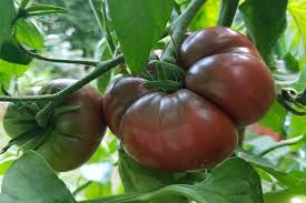 Black Krim Tomato Vegetable Seeds for Planting – Heirloom Non-GMO Dark Fruit Variety