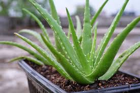 Light Green Aloe Vera  Flower seeds for Planting - Low Maintenance, Heirloom & GMO Free Seeds for Home Garden