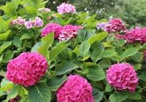 Pink Hydrangea Flower Seeds for Planting – Cottage Garden Essential, Heirloom, Non-GMO & Organic Garden Seeds