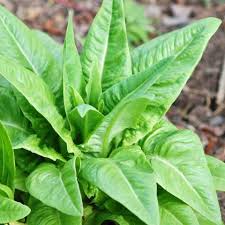 Amish Deer Tongue Lettuce Seeds for Planting – Heirloom, Non-GMO, Crisp Organic Garden Seeds – High Germination, Leafy Harvest