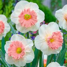 Baby Pink White Daffodil Flower Seeds for Planting – Heirloom Non-GMO Organic Garden Seeds – Shade Tolerant, High Germination