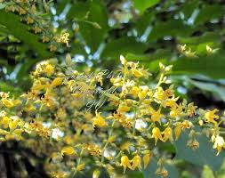 Hevea Brasiliensis Flower Seeds for Planting – Fragrant Blossoms, Heirloom, Non-GMO, High Germination