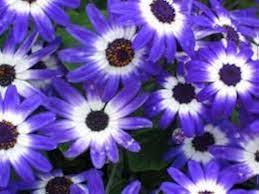 Heirloom Senetti Pericallis Flower Seeds for Planting – Shade Tolerant, Non-GMO, High Germination Organic Garden Seeds