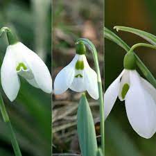 Snowdrop Bulbs Flower seeds for Planting - Fragrant Blossoms, Heirloom & GMO Free Seeds for Home Garden, 100pcs