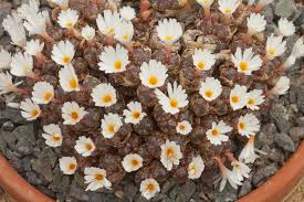 Mixed Conophytum Flower Seeds for Planting – Heirloom, Non-GMO, High Germination Organic Garden Seeds