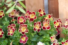 Mixed Mimulus Seeds for Planting | Heirloom Non-GMO High Germination Organic Garden Seeds