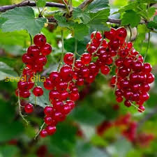 Johannisbeere Fruit Seeds for Planting – Heirloom, Non-GMO for Tangy Berry Garden Harvests