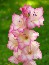 Pink Gladiolus Flower Seeds for Planting – Heirloom, Non-GMO, High Germination Organic Garden Seeds