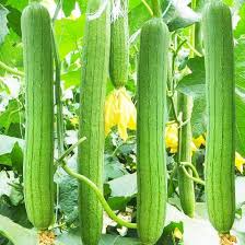 Yellow Luffa Flower Seeds for Planting – Vibrant Colors Heirloom Non-GMO High Germination Organic Garden Seeds